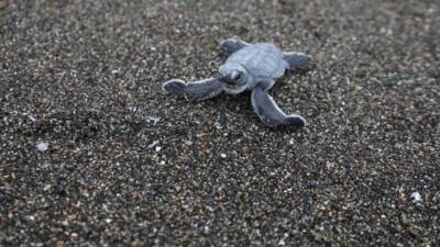 HBB Çevre Koruma ve Kontrol Dairesi Başkanlığı, birçok endemik türün