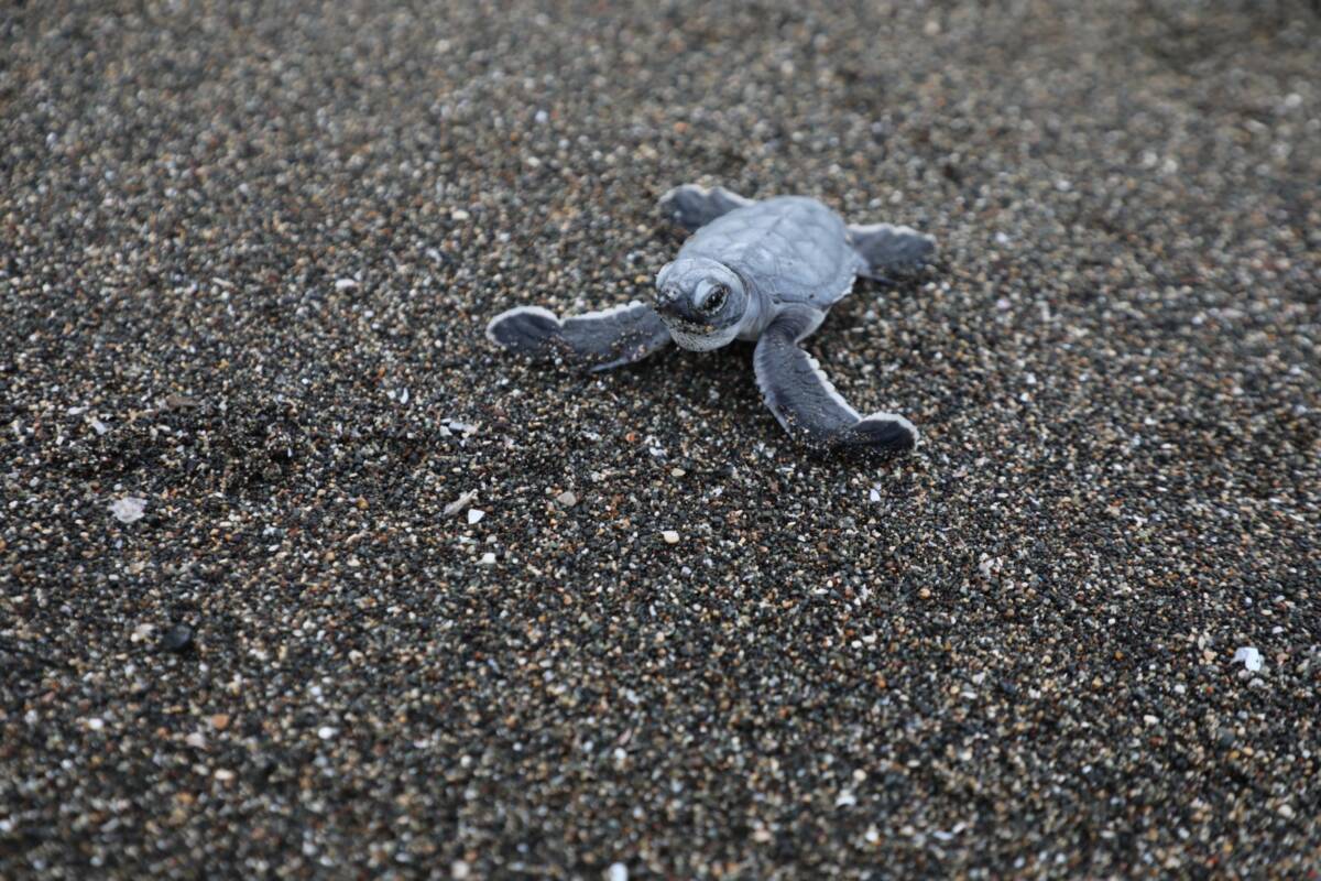 HBB Çevre Koruma ve Kontrol Dairesi Başkanlığı, birçok endemik türün