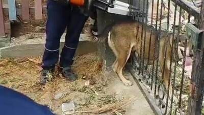 Hatay’ın Arsuz ilçesinde bir sokak köpeği, bir evin bahçe kapısındaki