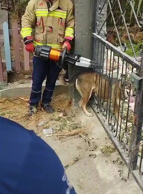 Hatay’ın Arsuz ilçesinde bir sokak köpeği, bir evin bahçe kapısındaki