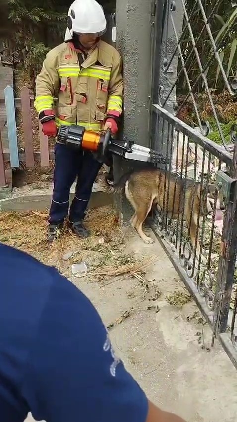 Hatay’ın Arsuz ilçesinde bir sokak köpeği, bir evin bahçe kapısındaki