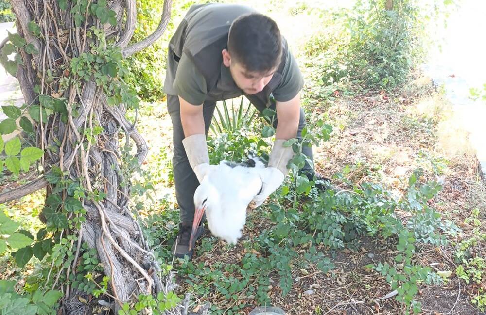 Hatay’da yolda bitkin bulunan leylek, HBB personeli tarafından beslenip Doğa