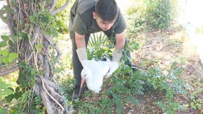 Hatay’da yolda bitkin bulunan leylek, HBB personeli tarafından beslenip Doğa