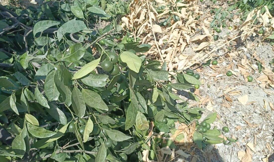 Hatay’ın Samandağ ilçesine bağlı Kurtderesi Mahallesi’nde dün sabah saatlerinde yaşanan