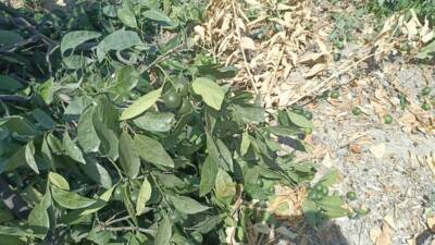 Hatay’ın Samandağ ilçesine bağlı Kurtderesi Mahallesi’nde dün sabah saatlerinde yaşanan