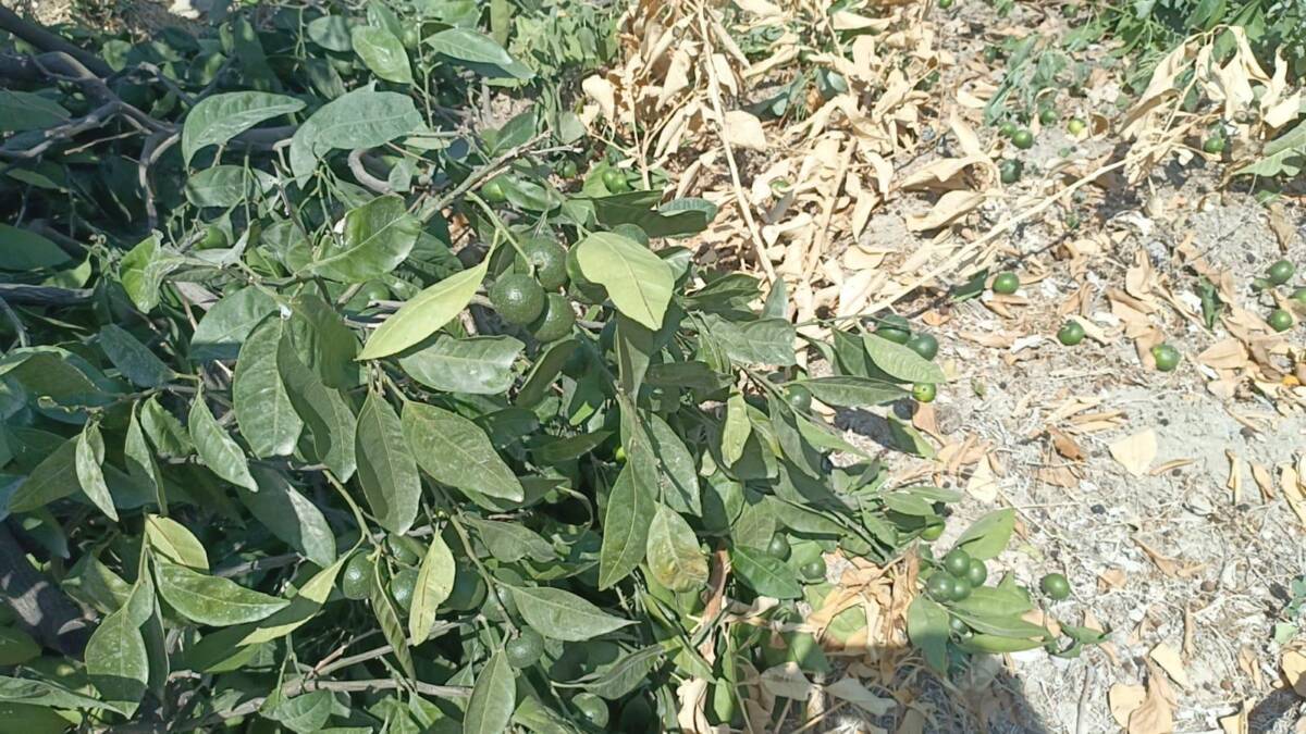 Hatay’ın Samandağ ilçesine bağlı Kurtderesi Mahallesi’nde dün sabah saatlerinde yaşanan