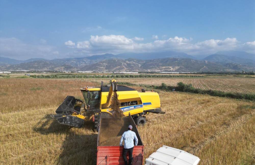 Hatay’ın verimli topraklarına sahip Arsuz ilçesinde, dededen miras kalan ata