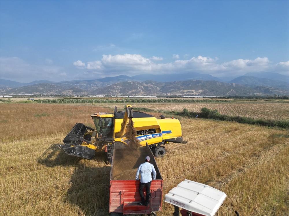 Hatay’ın verimli topraklarına sahip Arsuz ilçesinde, dededen miras kalan ata