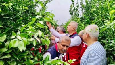 Hatay’da narenciye üretiminde karşılaşılan verim ve kalite kayıplarının önüne geçilmesi