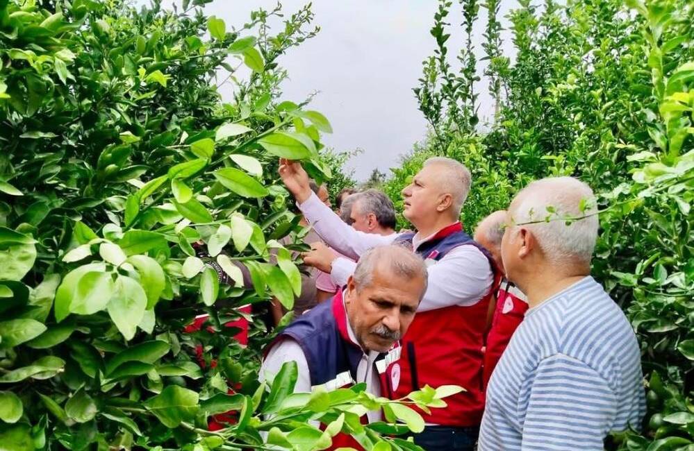 Hatay’da narenciye üretiminde karşılaşılan verim ve kalite kayıplarının önüne geçilmesi