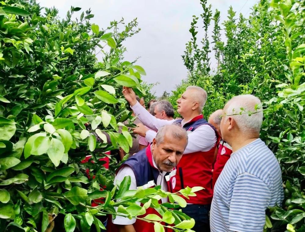 Hatay’da narenciye üretiminde karşılaşılan verim ve kalite kayıplarının önüne geçilmesi