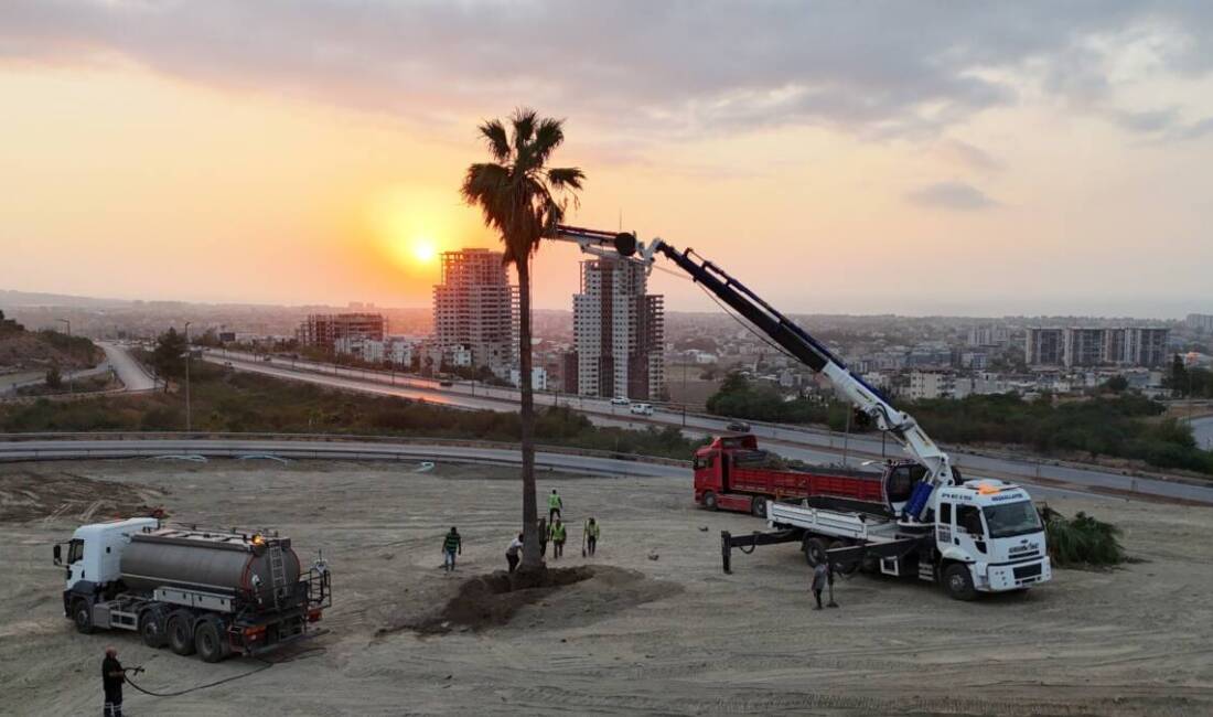 Hatay Büyükşehir Belediyesi, İskenderun’daki yol çalışmaları sırasında sökülen palmiye ağaçlarını