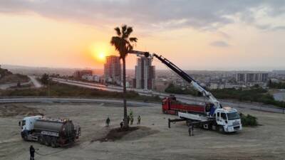 Hatay Büyükşehir Belediyesi, İskenderun’daki yol çalışmaları sırasında sökülen palmiye ağaçlarını
