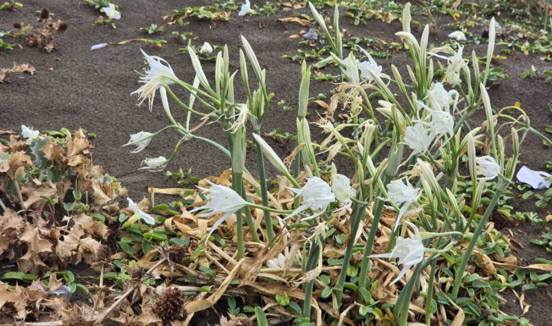 Hatay’ın Samandağ ilçesinde, 14 kilometre uzunluğundaki sahili süsleyen kum zambakları,
