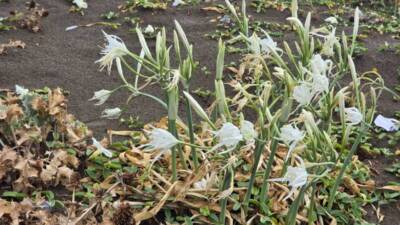 Hatay’ın Samandağ ilçesinde, 14 kilometre uzunluğundaki sahili süsleyen kum zambakları,