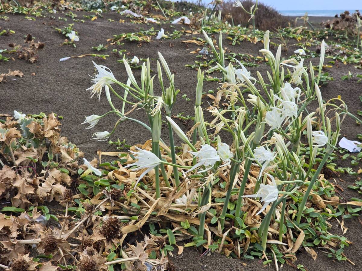 Hatay’ın Samandağ ilçesinde, 14 kilometre uzunluğundaki sahili süsleyen kum zambakları,