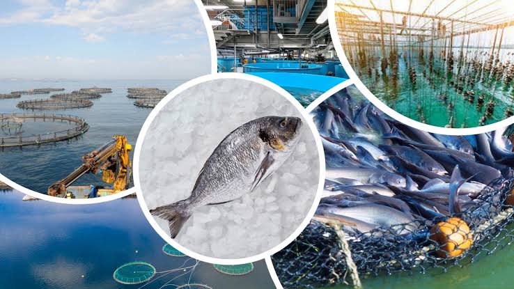 Tarım ve Orman Bakanı İbrahim Yumaklı, su ürünlerinde üretim planlaması