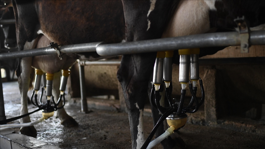 Türkiye İstatistik Kurumu (TÜİK), haziran ayına ilişkin süt ve süt