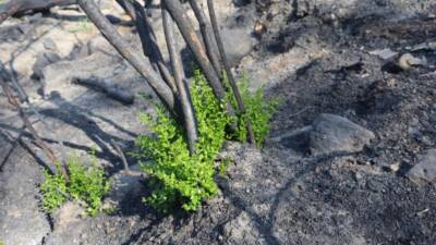 Hatay’da 36 saat süren yoğun çalışmalar sonucu kontrol altına alınan