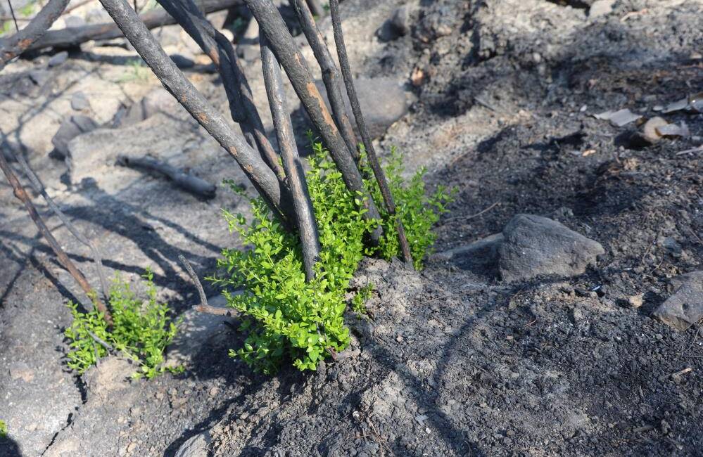 Yangın Sonrası Doğa Gücünü Gösterdi: Fidanlar Yeşerdi Hatay’da 36 saat süren yoğun çalışmalar sonucu kontrol altına alınan