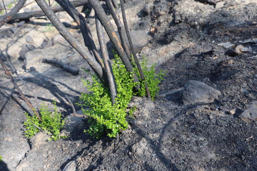 Hatay’da 36 saat süren yoğun çalışmalar sonucu kontrol altına alınan