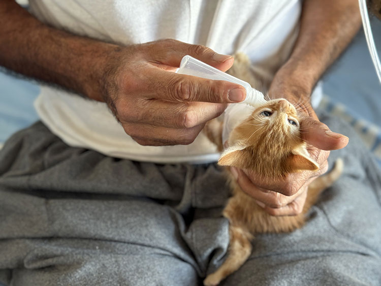 Hataylı Depremzede Oksijen Cihazından Çıkıp Hayvanları Besliyor 6 Şubat 2023 depremlerinin en ağır etkilediği şehirlerden biri olan