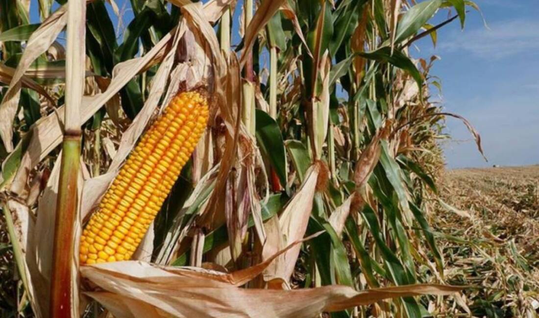 Hatay Valiliği, Altınözü ilçesi sınırına yakın bölgelerde bulunan 1. ve