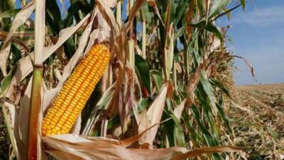 Hatay Valiliği, Altınözü ilçesi sınırına yakın bölgelerde bulunan 1. ve