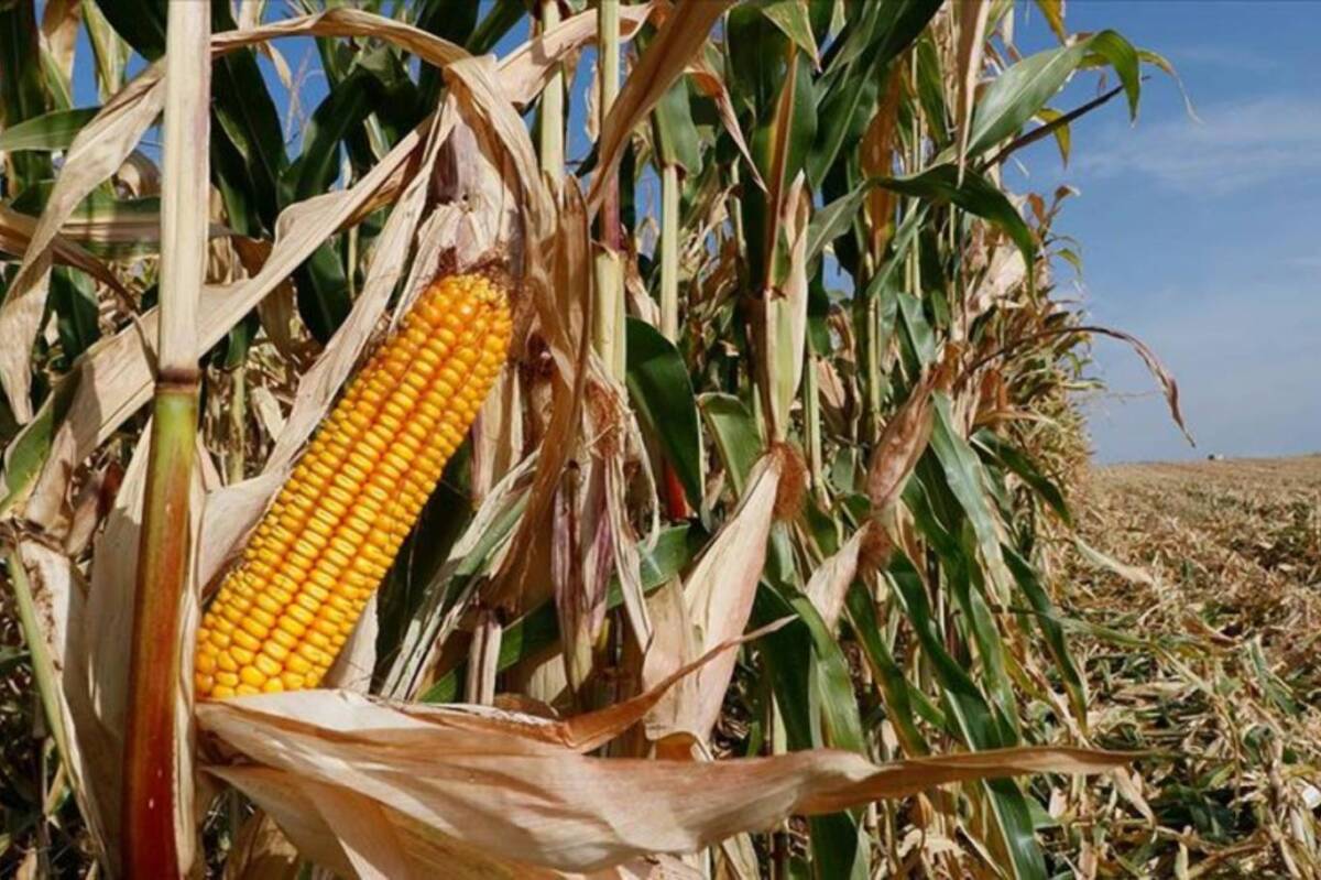 Hatay Valiliği, Altınözü ilçesi sınırına yakın bölgelerde bulunan 1. ve
