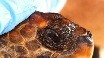Hatay’ın Samandağ sahilinde, nesli kritik tehlike altında olan 2 şahin
