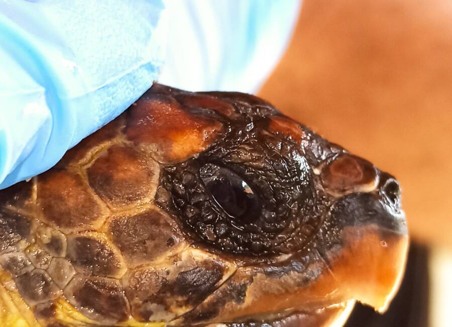 Hatay’ın Samandağ sahilinde, nesli kritik tehlike altında olan 2 şahin