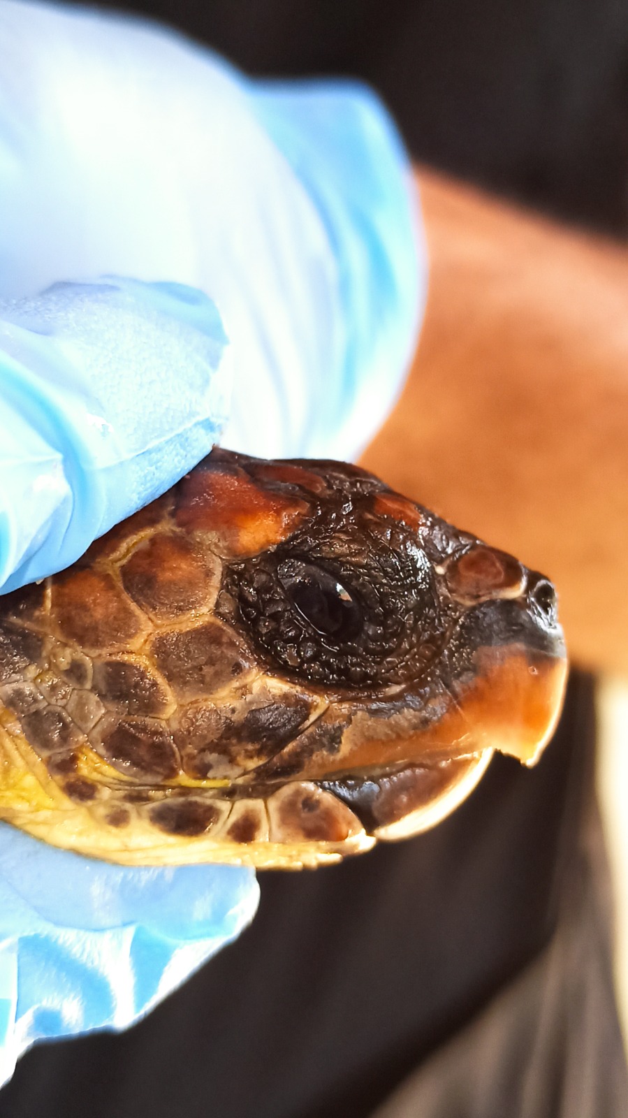 Hatay’ın Samandağ sahilinde, nesli kritik tehlike altında olan 2 şahin