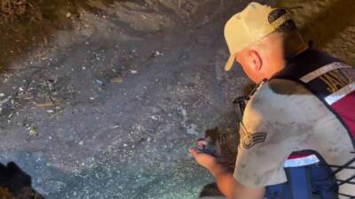 Hatay’ın Samandağ ilçesinde, nesli tehlike altındaki deniz kaplumbağası türlerinden caretta