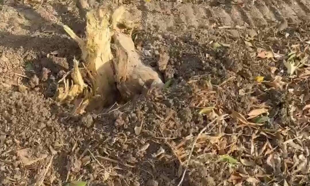 Hatay’ın Samandağ ilçesine bağlı Kurtderesi Mahallesi, güne hareketli ve öfkeli