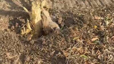 Hatay’ın Samandağ ilçesine bağlı Kurtderesi Mahallesi, güne hareketli ve öfkeli