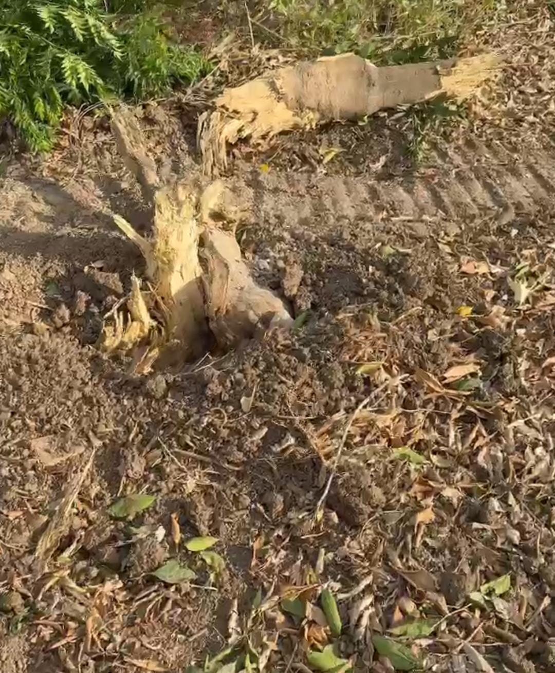 Hatay’ın Samandağ ilçesine bağlı Kurtderesi Mahallesi, güne hareketli ve öfkeli