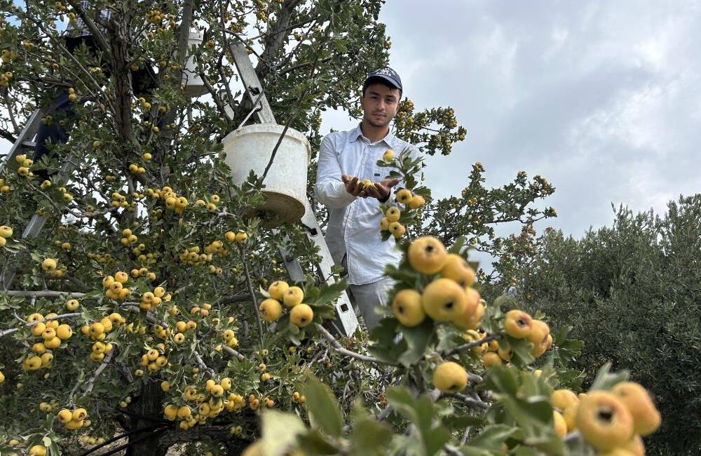 Hatay’ın Belen ilçesinde üreticilerin “şifa deposu” olarak adlandırdığı alıçta hasat