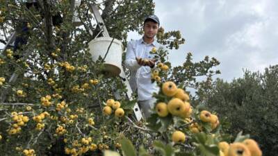 Hatay’ın Belen ilçesinde üreticilerin “şifa deposu” olarak adlandırdığı alıçta hasat