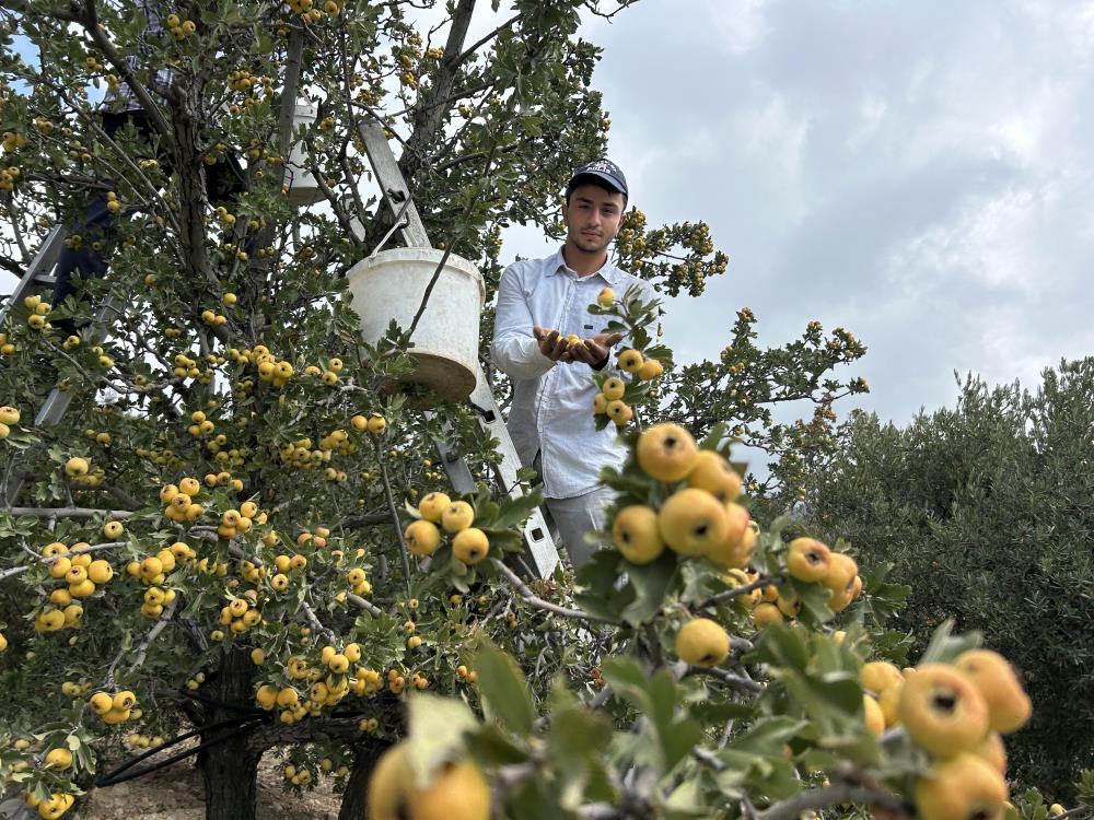 Hatay’ın Belen ilçesinde üreticilerin “şifa deposu” olarak adlandırdığı alıçta hasat