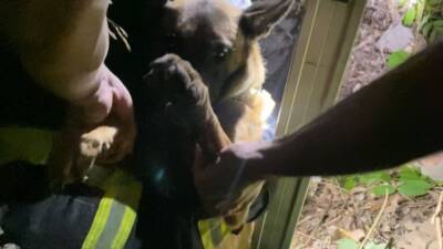 Hatay’ın Defne ilçesinde kuyuya düşen bir köpek, çevredekilerin ihbarı üzerine