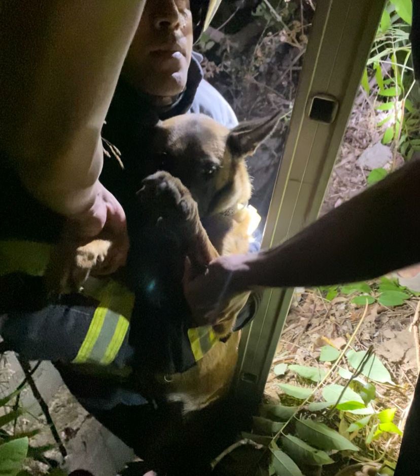 Hatay’ın Defne ilçesinde kuyuya düşen bir köpek, çevredekilerin ihbarı üzerine