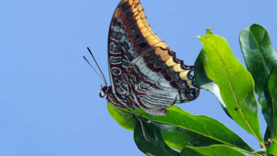 Amanoslar’da doğa gözlemcilerini heyecanlandıran keşif: Funda Zıpzıp Perisi ve Lidya