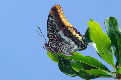 Amanoslar’da kelebek cenneti: Yeni türler keşfedildi Amanoslar’da doğa gözlemcilerini heyecanlandıran keşif: Funda Zıpzıp Perisi ve Lidya