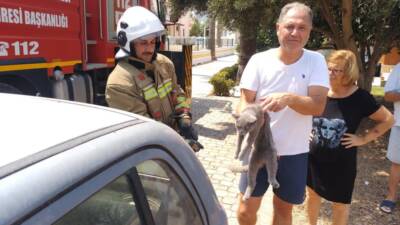 Hatay Arsuz’da bir palmiye ağacına çıkan kedi mahsur kaldı. İtfaiye