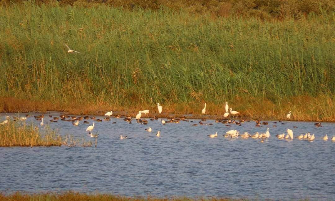 Göçmen kuşların uğrak noktası ve deniz kaplumbağalarının yuvalama alanı olan