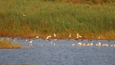Göçmen kuşların uğrak noktası ve deniz kaplumbağalarının yuvalama alanı olan