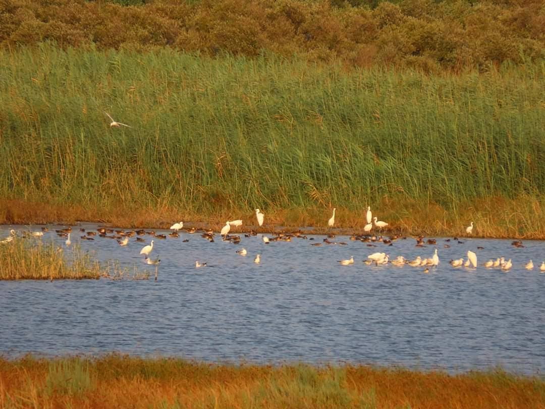Göçmen kuşların uğrak noktası ve deniz kaplumbağalarının yuvalama alanı olan