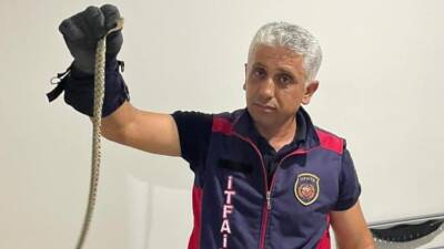 Hatay’da sıcak havaların etkisiyle yerleşim yerlerine giren yılanlar paniğe yol