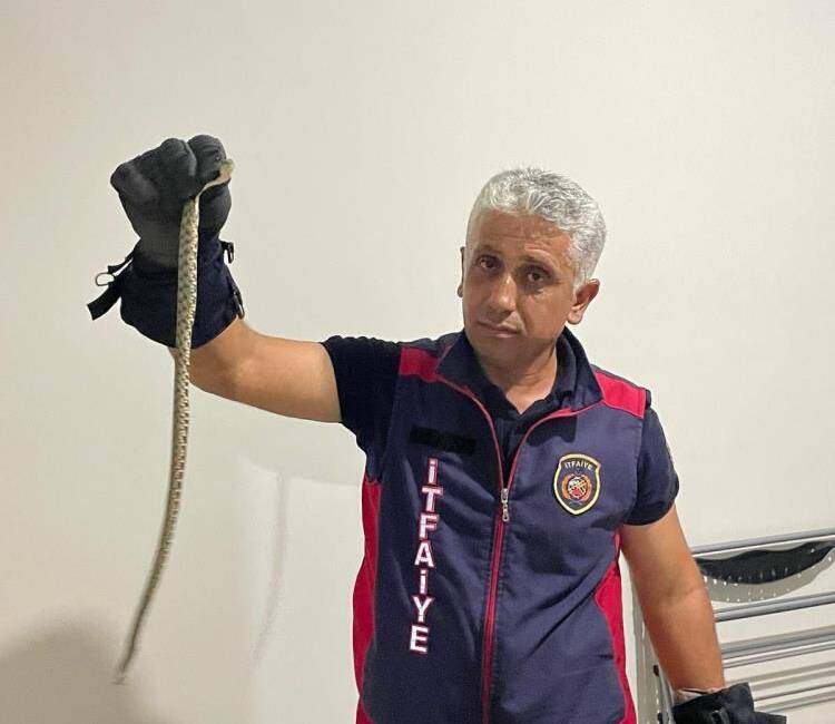 Hatay’da iki eve yılan girdi, itfaiye alarma geçti Hatay’da sıcak havaların etkisiyle yerleşim yerlerine giren yılanlar paniğe yol