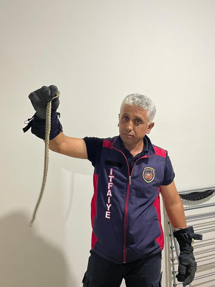 Hatay’da sıcak havaların etkisiyle yerleşim yerlerine giren yılanlar paniğe yol